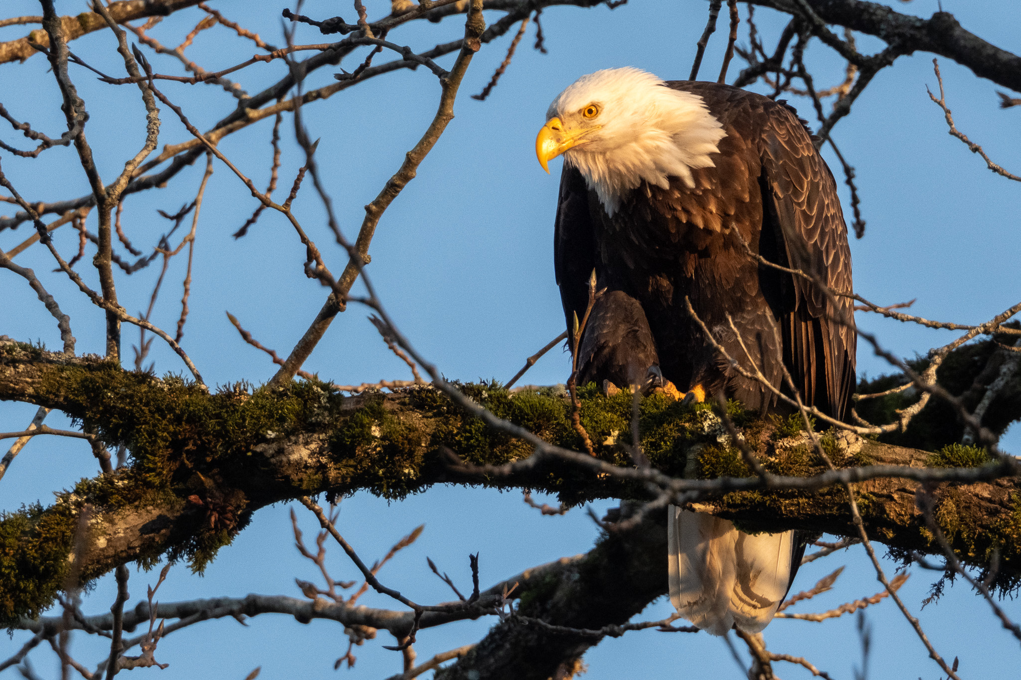 An adult bald eagle perched on a moss-covered branch of a leafless tree, gazing downward with its bright yellow beak and eyes catching warm light against a clear blue sky.