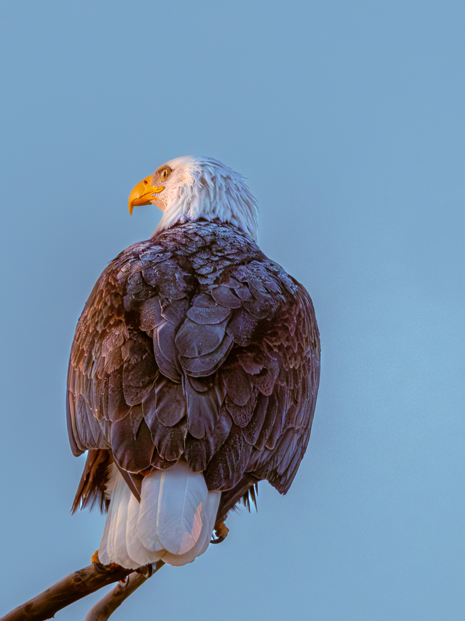 An adult bald eagle perched on a bare branch, viewed from behind with its white head turned to the left, showing its bright yellow beak. Its dark brown body feathers are puffed out, and white tail feathers are visible below, set against a clear pale blue sky with warm golden light on its face.