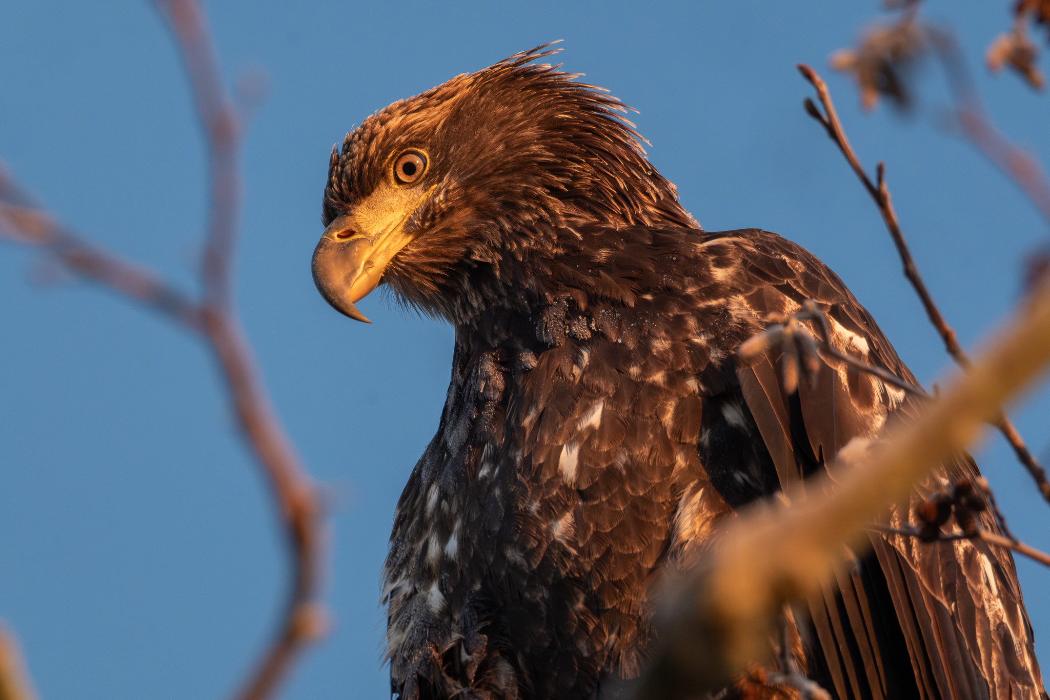 A juvenile Bald Eagle perched among bare branches, its dark brown plumage mottled with white patches and its yellow eye and beak catching warm golden light against a clear blue sky.