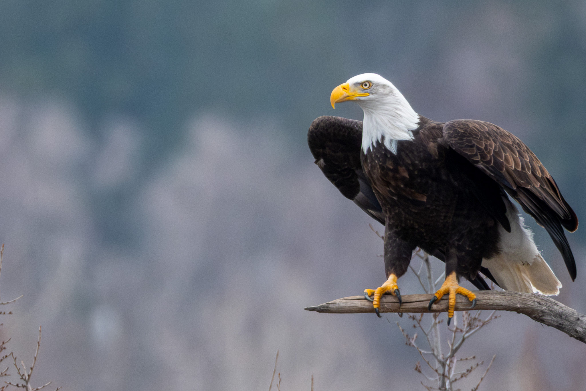 An adult bald eagle perched on a bare branch, its white head and tail contrasting with dark brown body plumage, with yellow beak and talons visible against a soft, misty blue-gray background.
