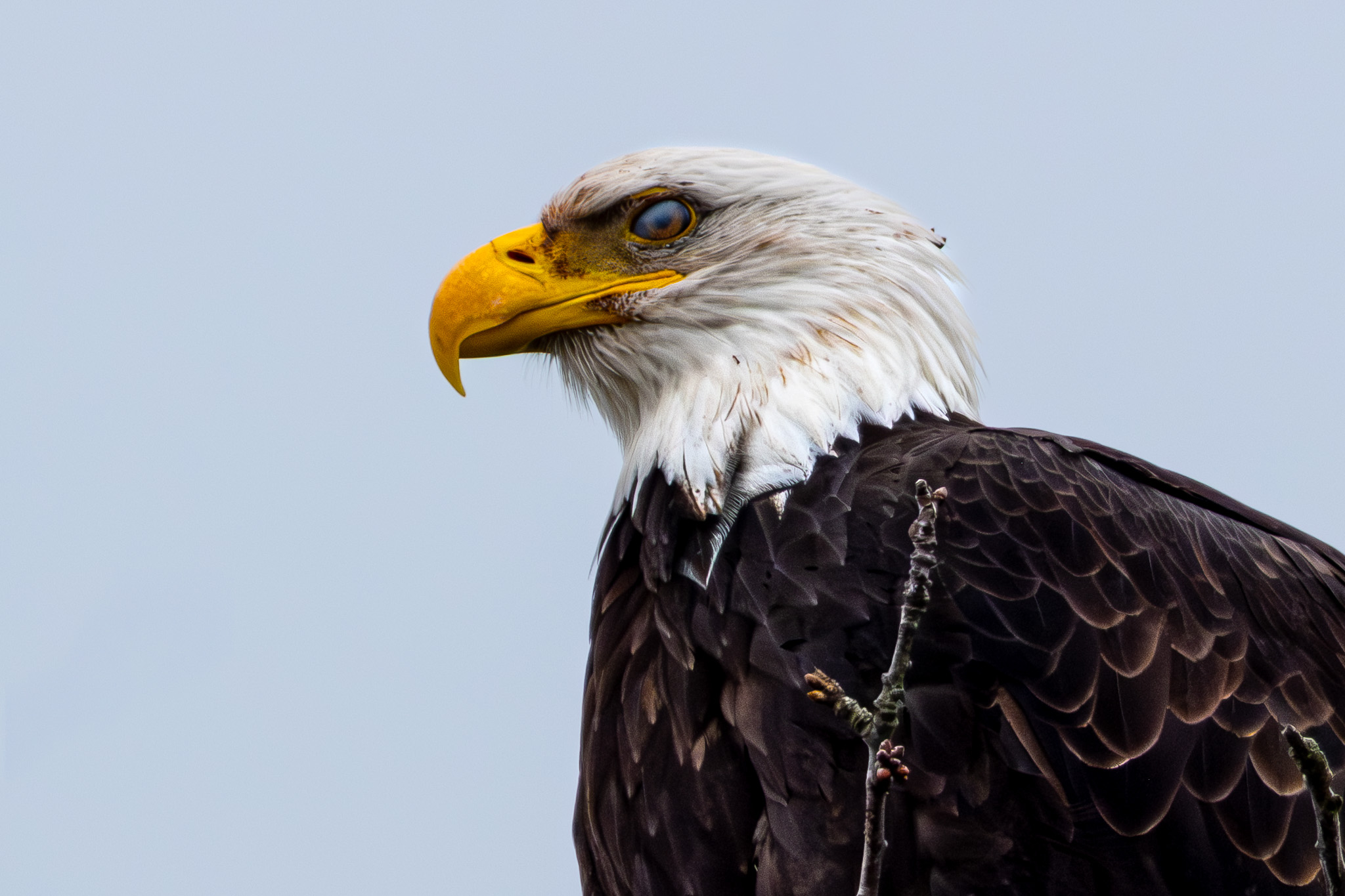 Close-up of an adult Bald Eagle in profile against an overcast gray sky, showing its distinctive white head with some brown staining, bright yellow hooked beak, pale blue eye, and dark brown body plumage.